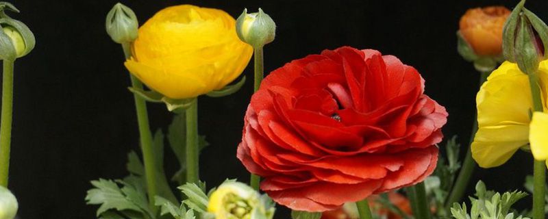 花毛茛叶子发黄怎么办 花毛茛叶子发黄怎么办