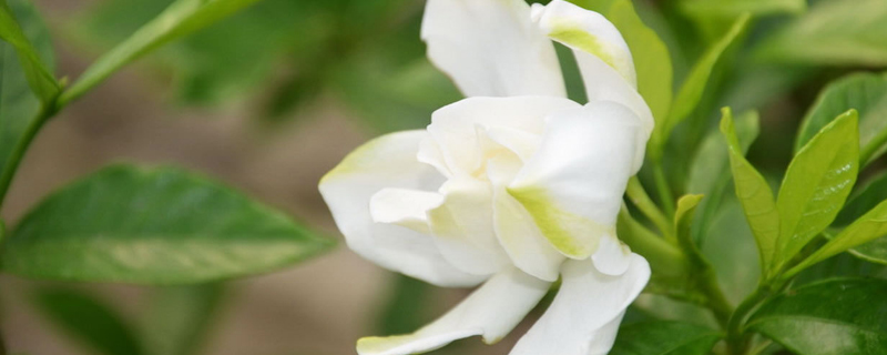 栀子花换盆后如何管理 栀子花换盆后如何管理