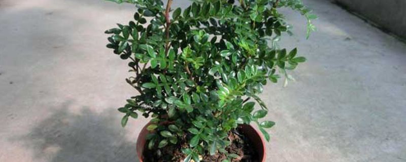 清香木有毒吗 清香木有毒吗