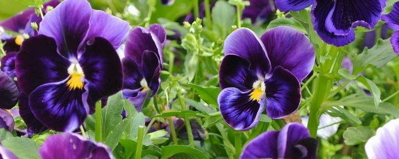蝴蝶花的病虫害防治方法 蝴蝶花的病虫害防治方法