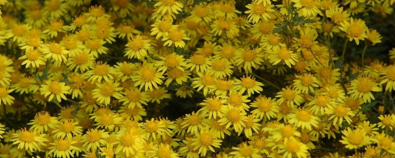 菊花怎么催花 菊花怎么催花