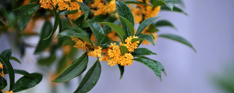 桂花树为什么不开花 桂花树为什么不开花