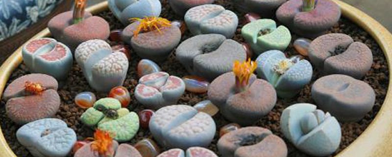 生石花烂根怎么办 生石花烂根怎么办