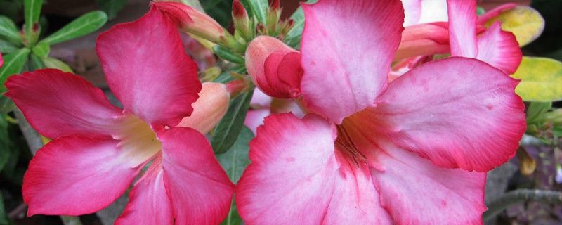 沙漠玫瑰几月份开花