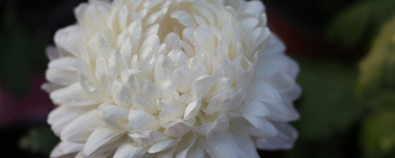 菊花生蚜虫怎么办 菊花生蚜虫怎么办