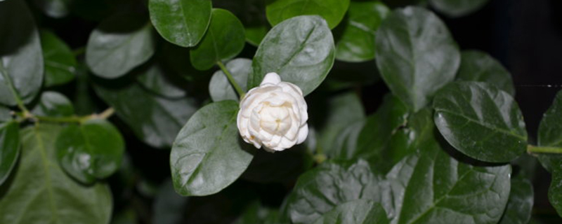 宝珠茉莉怎么养 宝珠茉莉怎么养