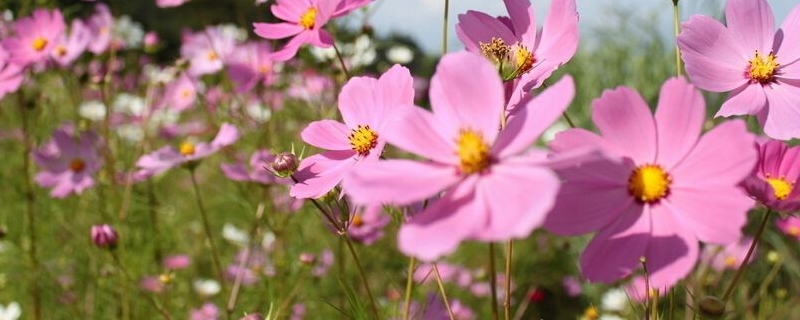 波斯菊和格桑花有什么区别 花百科