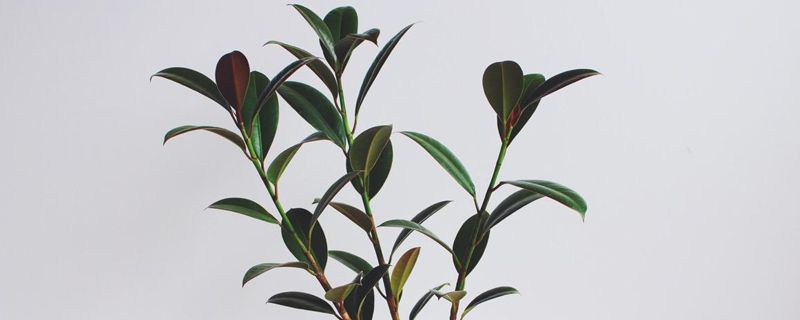 橡皮树的浇水方法 橡皮树的浇水方法