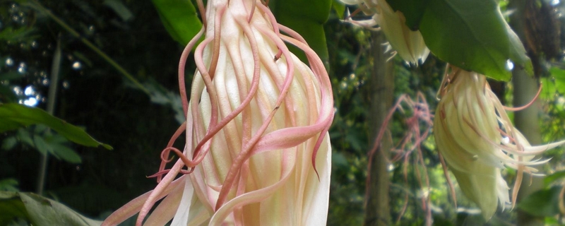 昙花什么时候开花 昙花什么时候开花