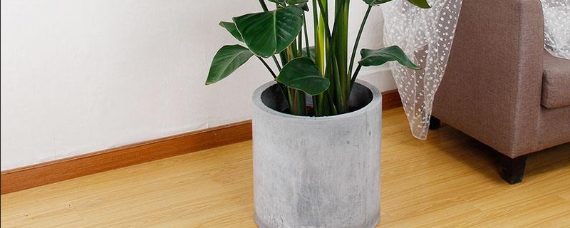高花盆适合种什么花 高花盆适合种什么花