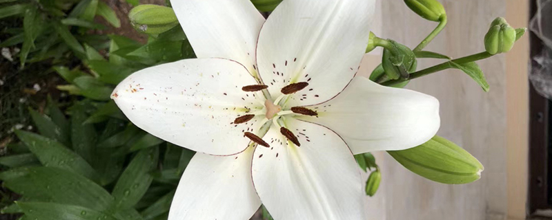 百合花放在卧室好吗 百合花放在卧室好吗