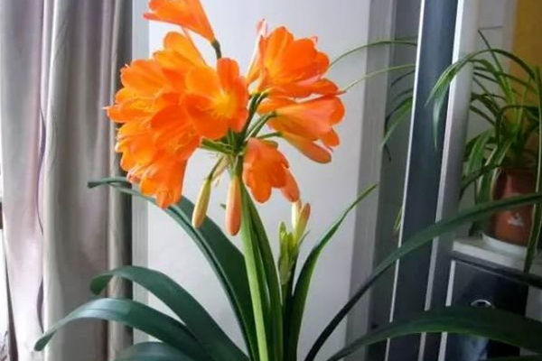 把这2种东西掺一起,拿来养君子兰,冬天花苞冒! 把这2种东西掺一起,拿来养君子兰,冬天花苞冒!