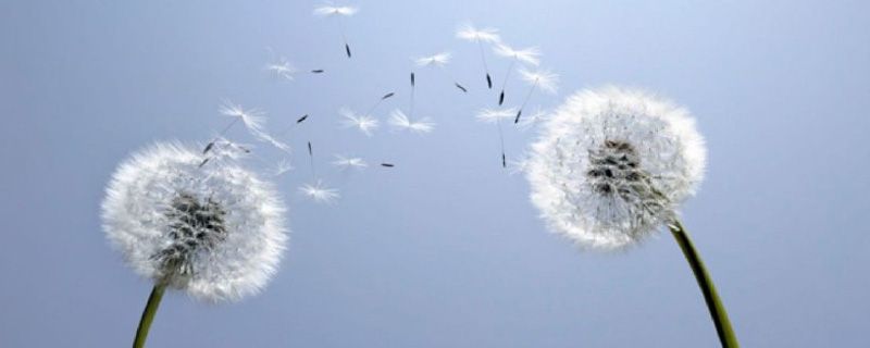 蒲公英在什么季节开放 蒲公英在什么季节开放
