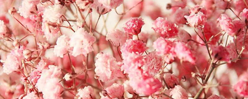粉色满天星花语和寓意,适合送什么人- 花百科