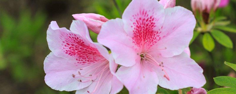 杜鹃花夏天怎么养 杜鹃花夏天怎么养