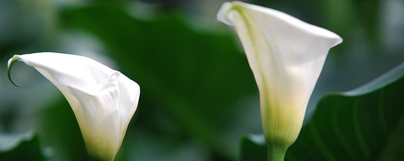 马蹄莲怎么水养 马蹄莲怎么水养