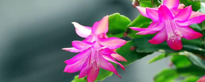蟹爪兰的花期管理方法 蟹爪兰的花期管理方法