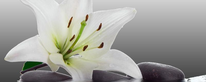 百合花用水怎么养 百合花用水怎么养