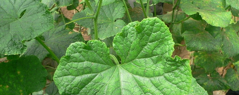 阳台黄瓜的种植方法 阳台黄瓜的种植方法