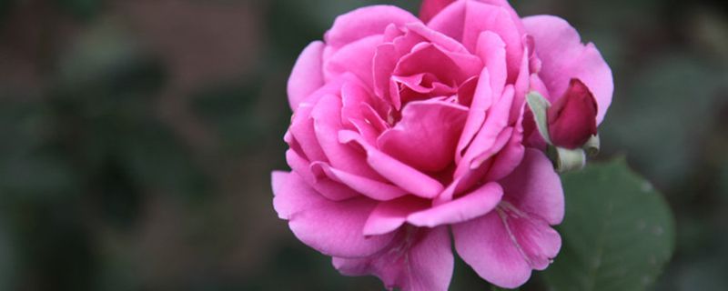 月季花的养殖方法和注意事项 月季花的养殖方法和注意事项