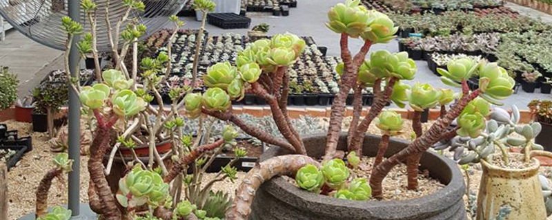 多肉植物怎么晒太阳 多肉植物怎么晒太阳