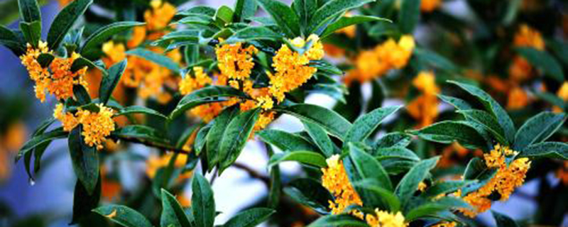 桂花树叶子干枯发黄怎么办 桂花树叶子干枯发黄怎么办