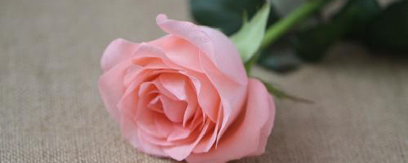 粉色玫瑰高清