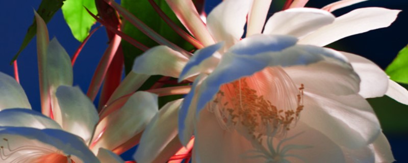 昙花的繁殖方法 昙花的繁殖方法