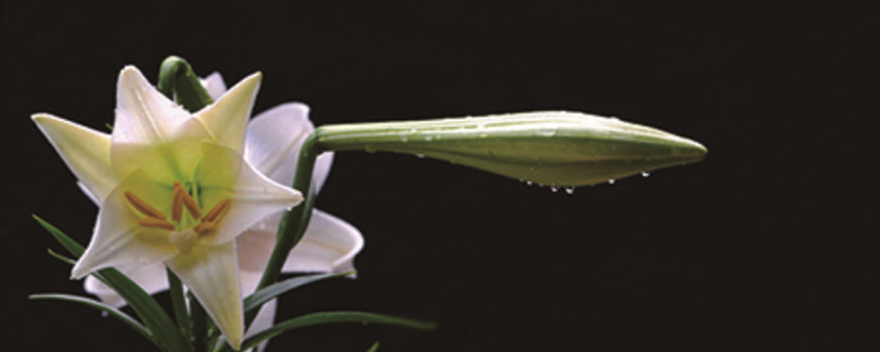 盆栽百合花怎么养 盆栽百合花怎么养