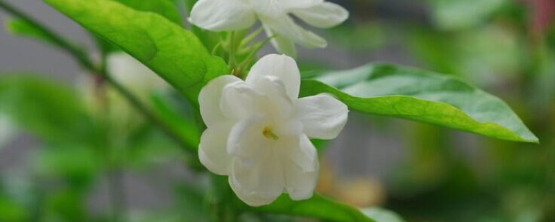 茉莉花一年开花三次要怎么养 茉莉花一年开花三次要怎么养