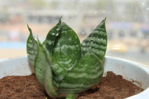 这几样好东西可是养花“宝贝”,给虎皮兰用上,猛发芽拦不住! 这几样好东西可是养花“宝贝”,给虎皮兰用上,猛发芽拦不住!