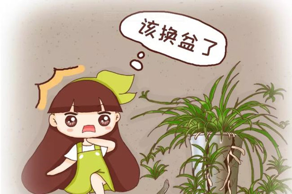 这4种花最“败家”,一年能吃5斤土,胖的都要养不起了! 这4种花最“败家”,一年能吃5斤土,胖的都要养不起了!