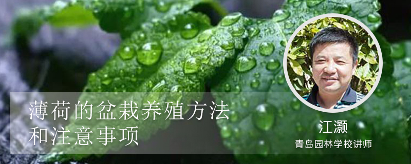 薄荷的养殖方法和注意事项 薄荷的养殖方法和注意事项