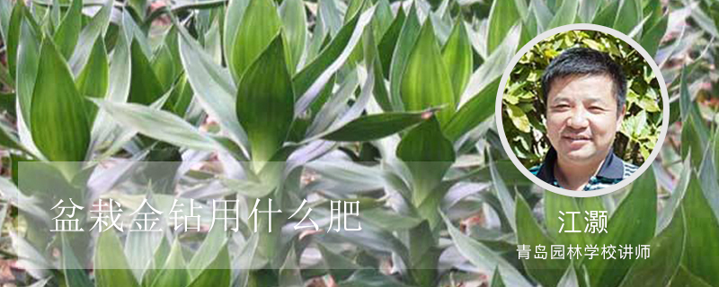 盆栽金钻用什么肥 盆栽金钻用什么肥