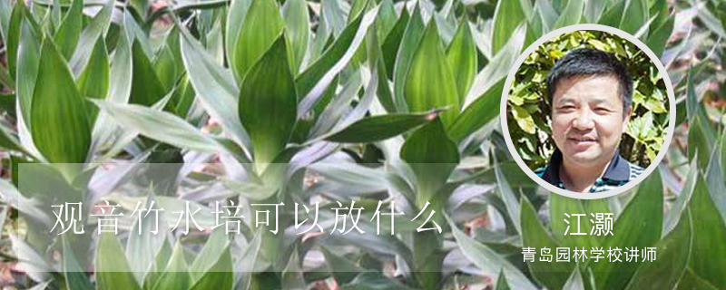 观音竹水培可以放什么 观音竹水培可以放什么