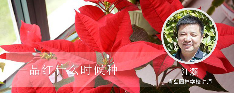 一品红什么时候种 一品红什么时候种