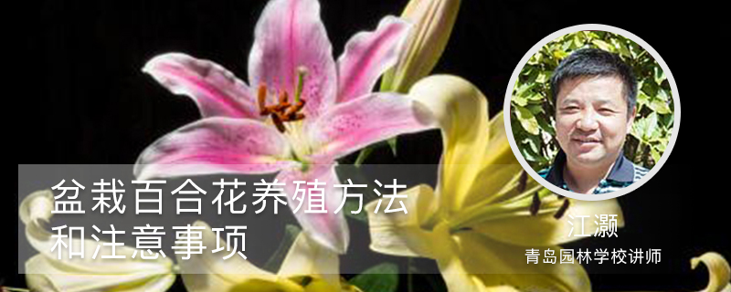 盆栽百合花养殖方法和注意事项 盆栽百合花养殖方法和注意事项