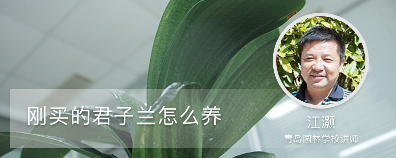 刚买的君子兰怎么养 刚买的君子兰怎么养