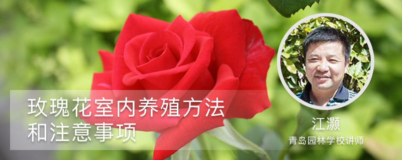 玫瑰花室内养殖方法和注意事项 玫瑰花室内养殖方法和注意事项