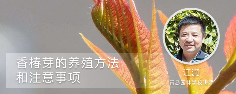 香椿芽的养殖方法和注意事项 香椿芽的养殖方法和注意事项