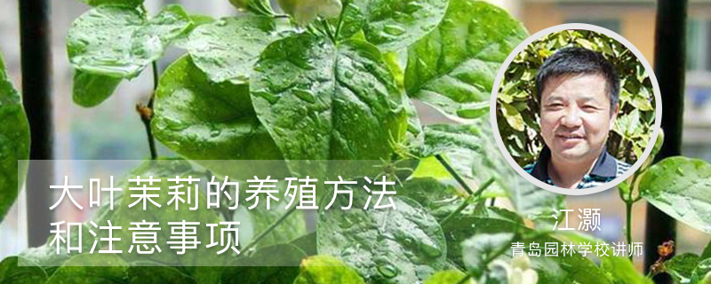 大叶茉莉的养殖方法和注意事项 大叶茉莉的养殖方法和注意事项