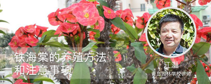 铁海棠的养殖方法和注意事项 铁海棠的养殖方法和注意事项