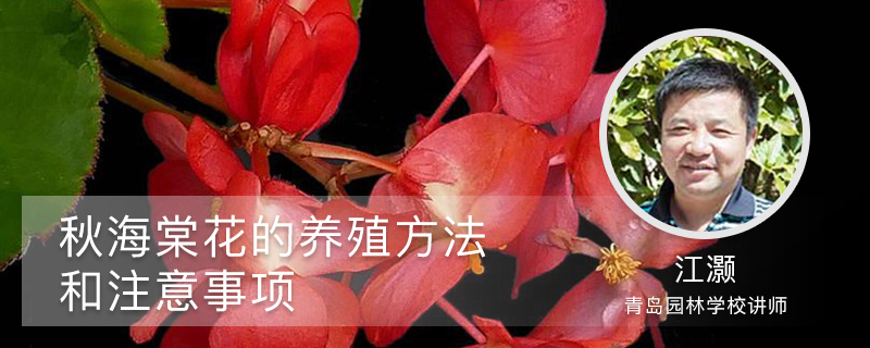 秋海棠花的室内养殖方法和注意事项 秋海棠花的室内养殖方法和注意事项