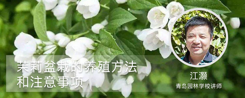 茉莉盆栽的养殖方法和注意事项 茉莉盆栽的养殖方法和注意事项