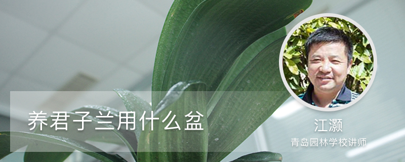 养君子兰用什么盆 养君子兰用什么盆