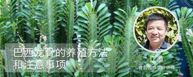 巴西龙骨的养殖方法和注意事项 巴西龙骨的养殖方法和注意事项