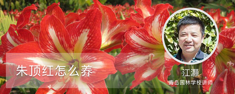朱顶红怎么养 朱顶红怎么养