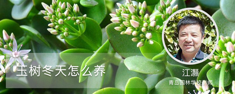 玉树冬天怎么养 玉树冬天怎么养
