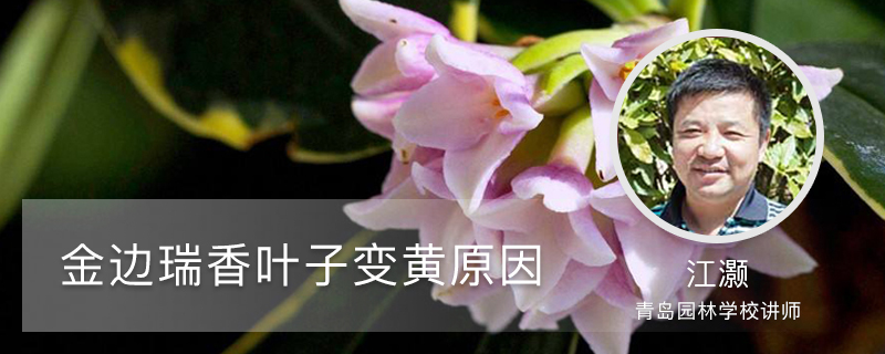 金边瑞香叶子变黄,原因和补救方法详解 金边瑞香叶子变黄,原因和补救方法详解