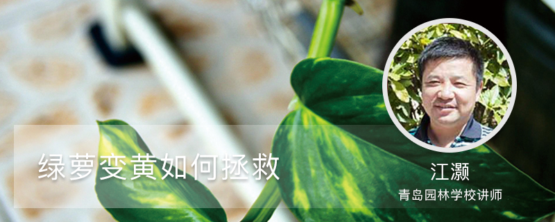 绿萝变黄如何拯救,原因和处理方法大全 绿萝变黄如何拯救,原因和处理方法大全
